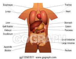 Smooth muscle and cardiac muscle move to facilitate body functions like heartbeats and digestion. Clip Art Vector Internal Organs Chart Names 3d Human Anatomy Stock Eps Gg112567611 Gograph