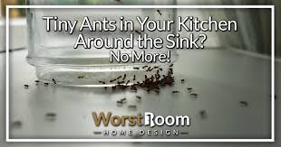 tiny ants in your kitchen around the