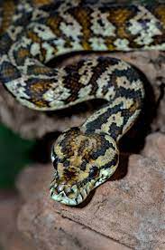 free carpet python snake