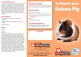 Guinea Pig Best Friends