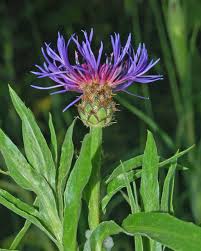 Centaurea triumfettii - Wikipedia