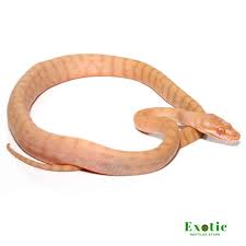 albino darwin carpet python exotic