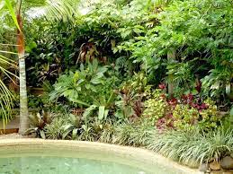 Temperate Climate Tropical Garden