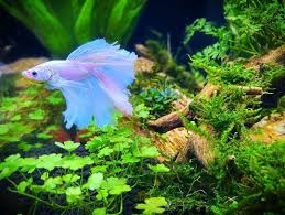 It's important to take time to stimulate your betta so that they don't become bored and lethargic. Look This Happy Betta Fish In His Home Betta Fish Types Tropical Freshwater Fish Betta