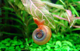 They will eat are other snails, so fishkeepers sometimes use assassins for pest control. Ramshorn Snail Breeding Guide The Full Life Cycle Fish Keeping Guide