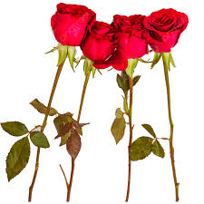 four beautiful red roses transpa