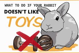 your rabbit doesn t like toys