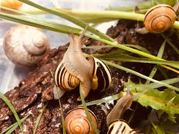 projects for kids a snail terrarium