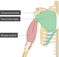 Related online courses on physioplus. Pectoralis Major Muscle Attachment Action Innervation