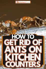 get rid of ants on kitchen counters