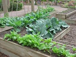 growing vegetables organic vegetable