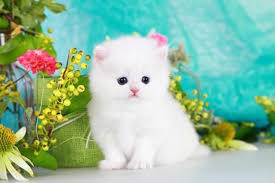 Check out this list of wonderful names for white cats and kittens for your ivory kitty. Cute Cat Image Listening Music White Fluffy Kittens Fluffy Kittens White Persian Kittens
