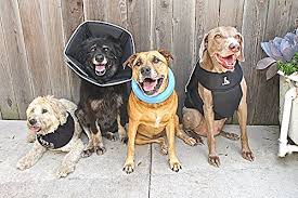 Comfy Cone All Four Paws The Pet Recovery Collar