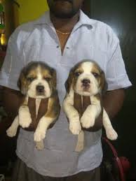Help over 180,000 pets, that are available through rescues and shelters, find a home. Top Quality Amazing Beagle Puppies For Sale In Bangalore Dogs For Sale In Marathahalli Outer Ring Road Bangalore Click In