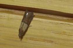 indian meal moth infestation