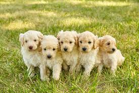 mini goldendoodle puppies