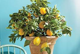 meyer lemon trees