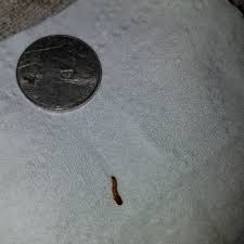 worm crawling on bathroom floor is