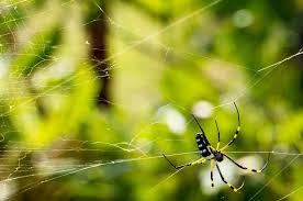 4 easy ways to keep spiders away from