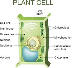 function of cytoplasm biology wise