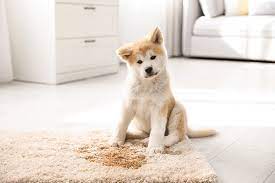 get dried dog out of a carpet