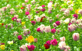 flowers nature pictures wallpapers com