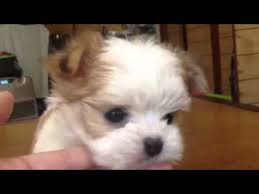 Malchi (maltese chihuahua mix) puppies video: A Mixed Puppy Of Maltese And Chihuahua 1 Youtube