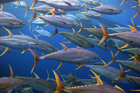Pacific Yellowfin Tuna Noaa Fisheries