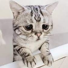 Such as png, jpg, animated gifs, pic art, logo, black and white, transparent, etc about drone. Luhu Is The Saddest Cat In The World And You Ll Just Want To Hug Her Tettybetty