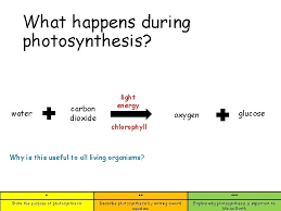 photosynthesis describe photosynthesis