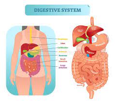 Digestive System Stock Illustrations – 24,034 Digestive System Stock  Illustrations, Vectors & Clipart - Dreamstime