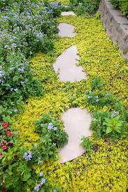 Guide To Garden Groundcovers Lovetoknow