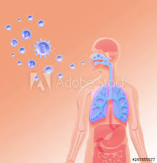 Spleen is 1 inch thick, 3 inches broad and 5 inches long. 3d Image Of Anatomical Illustration Of The Human Body Showing Internal Organs Influenza Virus Entering The Nose And Respiratory Tract On Gradient Background Stock Illustration Adobe Stock