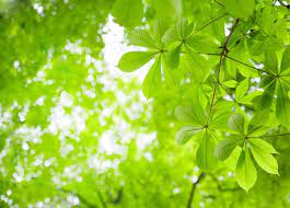 green tree background images free