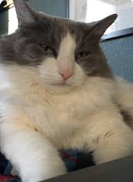 She bred the cat to be big, sturdy, healthy, and very friendly. Katt Katt Ragdoll Cats Las Vegas Nevada