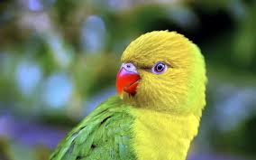 parrot hd wallpaper