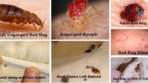 remove bedbugs
