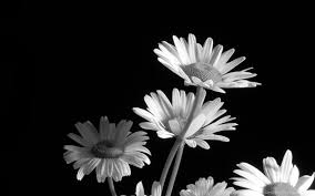 black and white flowers wallpapers