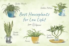 7 Recommended Houseplants For Low Light Conditions