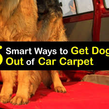 eliminate dog fur from car carpet