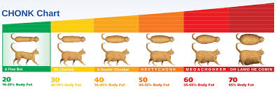 Vet Feline Obesity Or Chonk Chart Coolguides