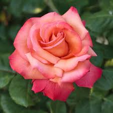 Rosa Cristoforo Colombo ® Meironsse, rosai a grandi fiori Meilland