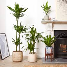 10 Best Indoor Plants The Top Indoor