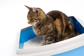 get wet kitty litter out of the carpet