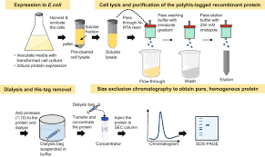 recombinant protein purification