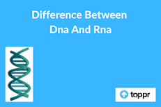 What is difference between DNA and RNA?