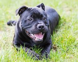 Staffordshire bull terriers also go by stafford and staffy. Staffordshire Bull Terrier Dog Breeds Purina Australia