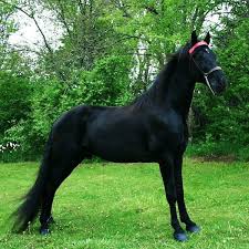 The tennessee walking horse or tennessee walker is a breed of gaited horse known for its flashy movement and unique four beat running walk. Breed Discipline Demonstration Of The Tennessee Walking Horse Midwest Horse Fair