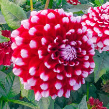 Buy Checkers Dahlia Decorative