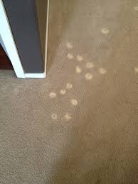 bleach spots carpet pro